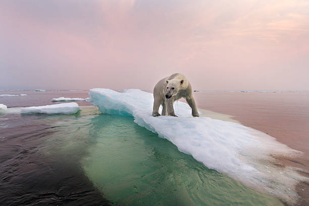 The Arctic: A Melting White Wonderland Turning Blue